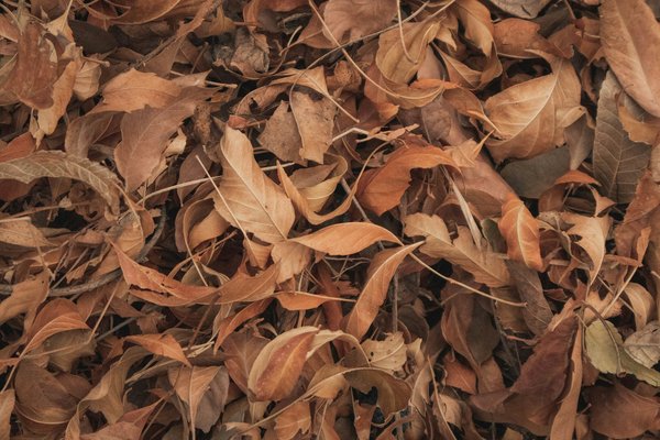 Comment utiliser les feuilles mortes comme paillis pour le jardin ?